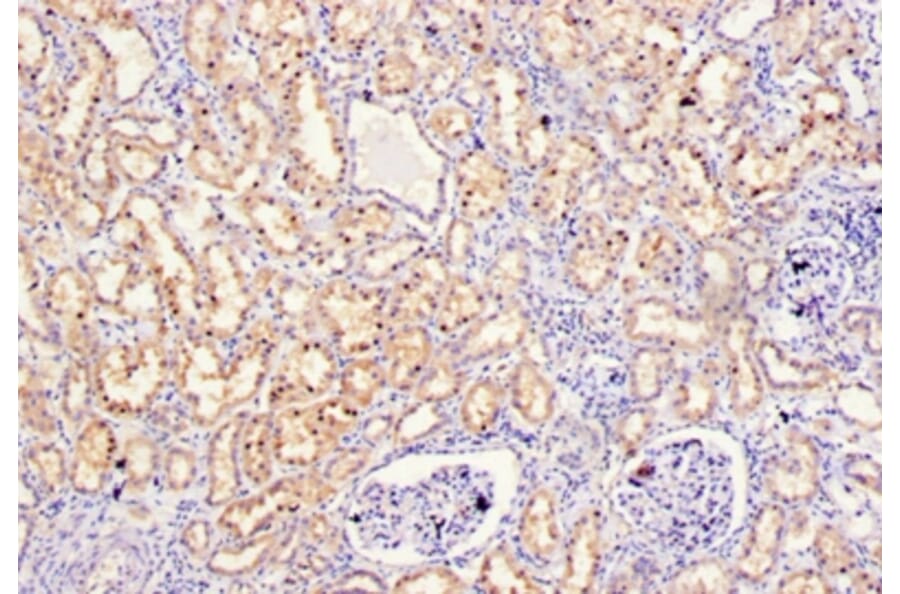 Immunohistochemistry - Stromelysin-2 Polyclonal Antibody from Signalway Antibody (42474) - Antibodies.com