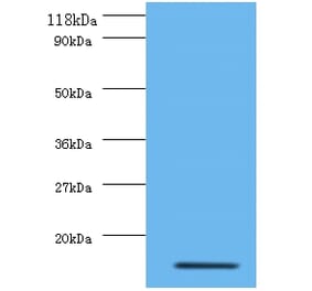 Interleukin-8 Polyclonal Antibody from Signalway Antibody (42502) - Antibodies.com