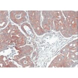 Immunohistochemistry - MPI antibody from Signalway Antibody (22051) - Antibodies.com