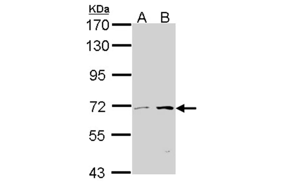 COT antibody from Signalway Antibody (22076) - Antibodies.com