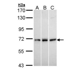 MX1 antibody from Signalway Antibody (22124) - Antibodies.com