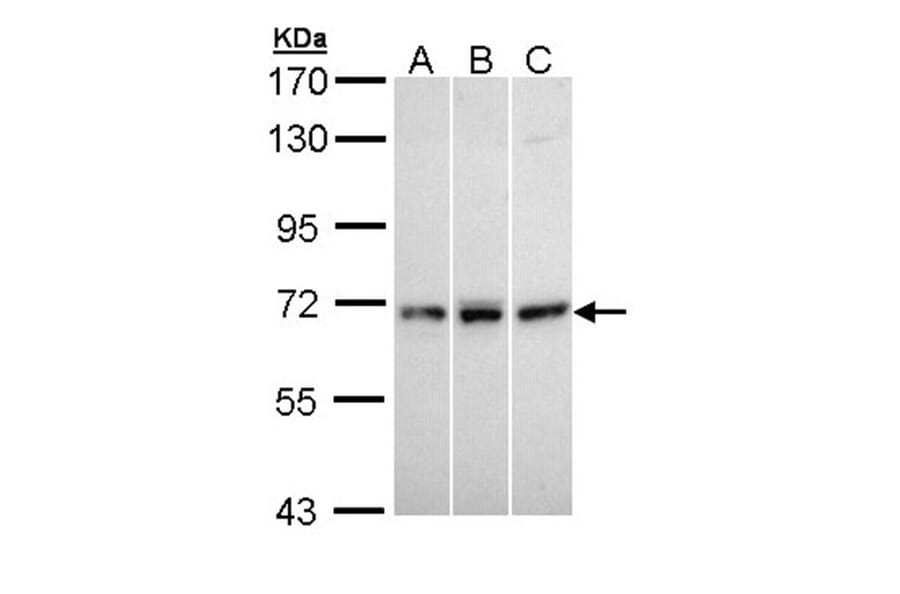 MX1 antibody from Signalway Antibody (22124) - Antibodies.com