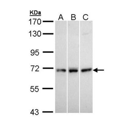 MX1 antibody from Signalway Antibody (22124) - Antibodies.com