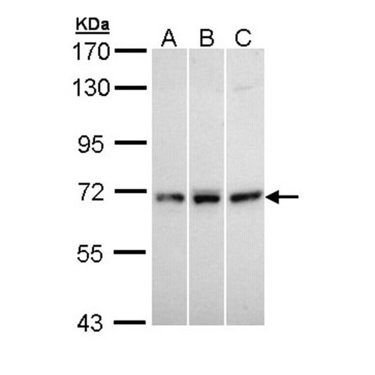 MX1 antibody from Signalway Antibody (22124) - Antibodies.com