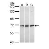 MX1 antibody from Signalway Antibody (22124) - Antibodies.com