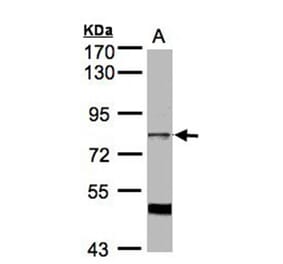 XE7 antibody from Signalway Antibody (22155) - Antibodies.com