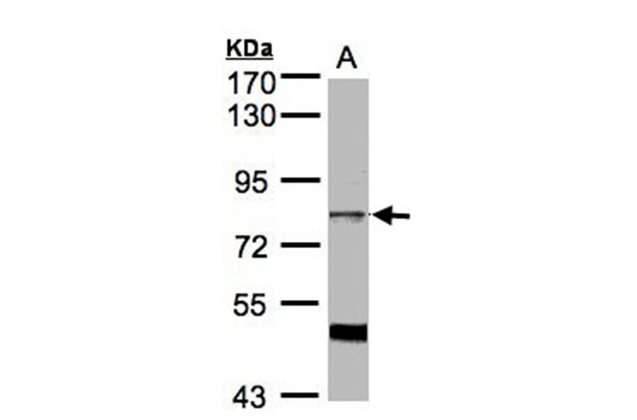 XE7 antibody from Signalway Antibody (22155) - Antibodies.com