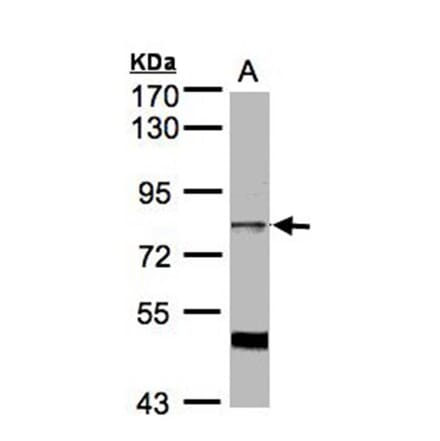 XE7 antibody from Signalway Antibody (22155) - Antibodies.com
