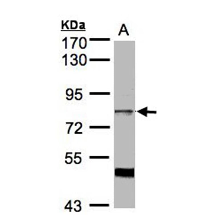 XE7 antibody from Signalway Antibody (22155) - Antibodies.com