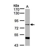 XE7 antibody from Signalway Antibody (22155) - Antibodies.com
