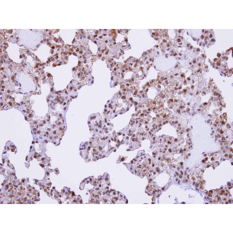 Immunohistochemistry - XE7 antibody from Signalway Antibody (22155) - Antibodies.com