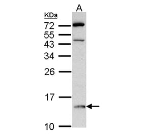DDT antibody from Signalway Antibody (22316) - Antibodies.com