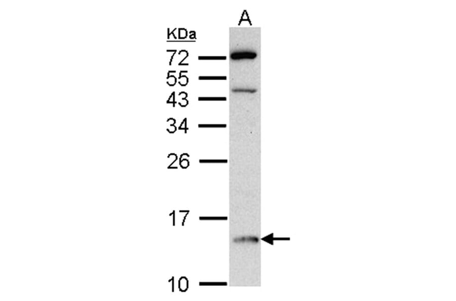 DDT antibody from Signalway Antibody (22316) - Antibodies.com