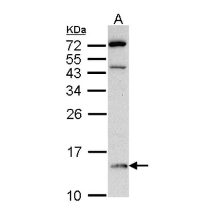 DDT antibody from Signalway Antibody (22316) - Antibodies.com