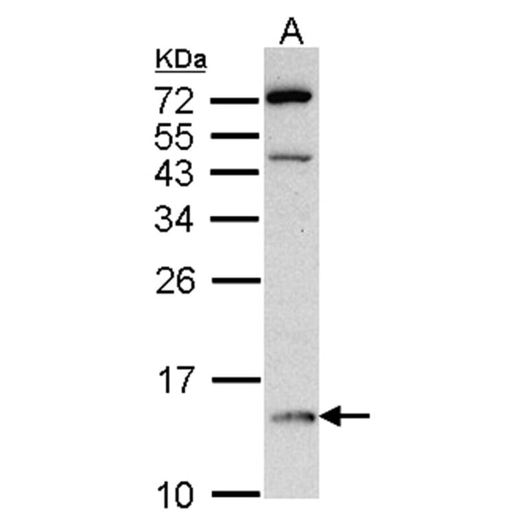 DDT antibody from Signalway Antibody (22316) - Antibodies.com