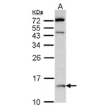 DDT antibody from Signalway Antibody (22316) - Antibodies.com