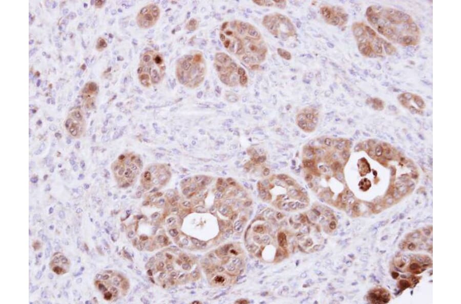Immunohistochemistry - DDT antibody from Signalway Antibody (22316) - Antibodies.com