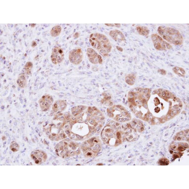 Immunohistochemistry - DDT antibody from Signalway Antibody (22316) - Antibodies.com