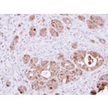 Immunohistochemistry - DDT antibody from Signalway Antibody (22316) - Antibodies.com