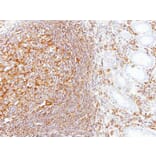 Immunohistochemistry - LBP antibody from Signalway Antibody (22607) - Antibodies.com