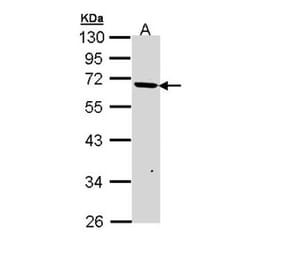PSR antibody from Signalway Antibody (22697) - Antibodies.com