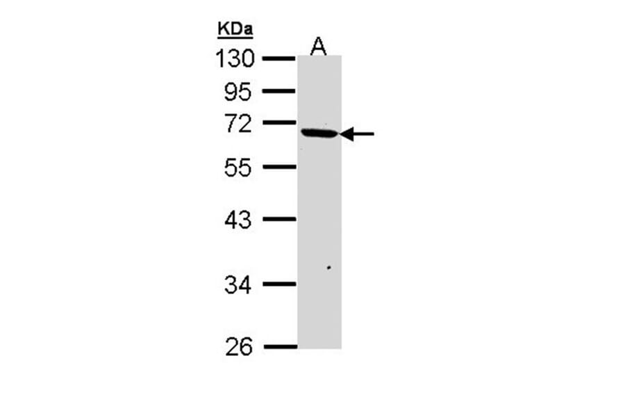 PSR antibody from Signalway Antibody (22697) - Antibodies.com