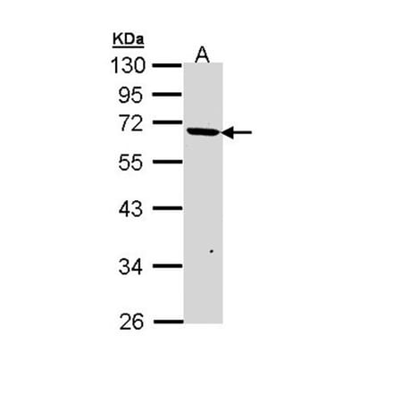 PSR antibody from Signalway Antibody (22697) - Antibodies.com