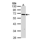 PSR antibody from Signalway Antibody (22697) - Antibodies.com