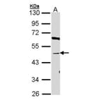 BAT antibody from Signalway Antibody (22777) - Antibodies.com