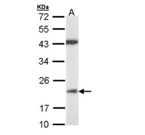 VHR antibody from Signalway Antibody (22779) - Antibodies.com
