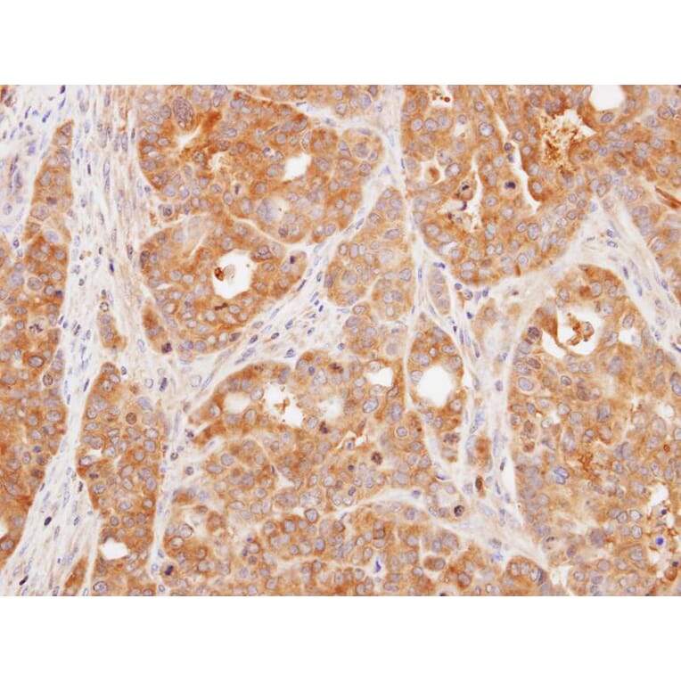 Immunohistochemistry - VHR antibody from Signalway Antibody (22779) - Antibodies.com