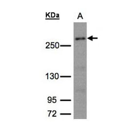 CAD antibody from Signalway Antibody (22935) - Antibodies.com