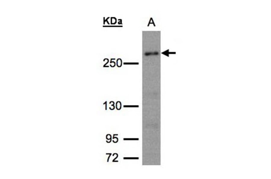 CAD antibody from Signalway Antibody (22935) - Antibodies.com