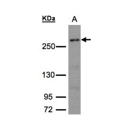 CAD antibody from Signalway Antibody (22935) - Antibodies.com