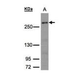 CAD antibody from Signalway Antibody (22935) - Antibodies.com