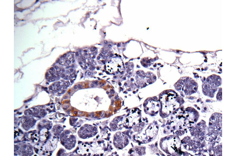 Immunohistochemistry - CAD antibody from Signalway Antibody (22935) - Antibodies.com