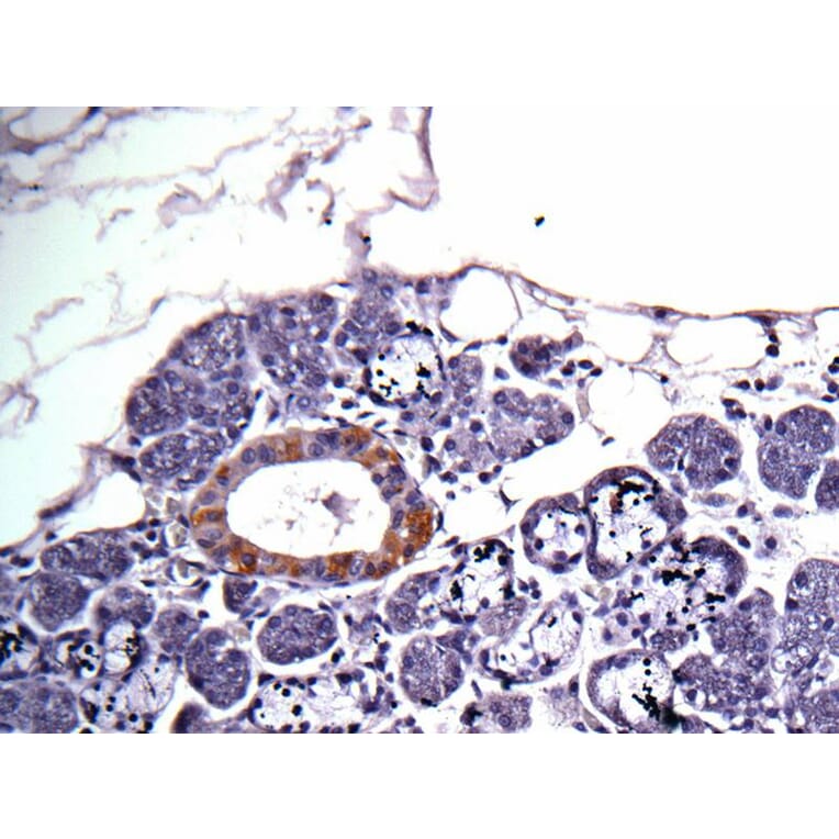 Immunohistochemistry - CAD antibody from Signalway Antibody (22935) - Antibodies.com