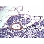 Immunohistochemistry - CAD antibody from Signalway Antibody (22935) - Antibodies.com