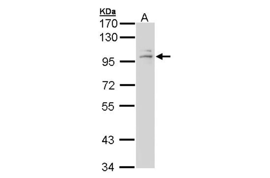 GR antibody from Signalway Antibody (23008) - Antibodies.com