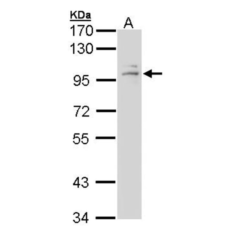 GR antibody from Signalway Antibody (23008) - Antibodies.com