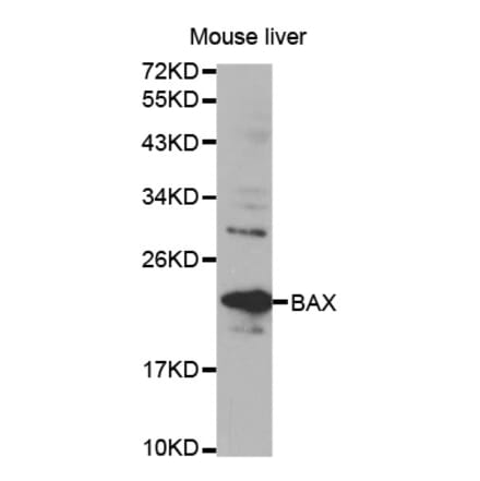 Western blot - Bax Antibody from Signalway Antibody (32011) - Antibodies.com