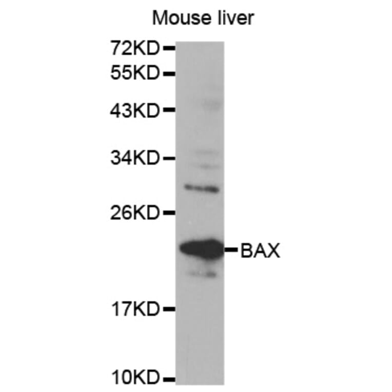 Western blot - Bax Antibody from Signalway Antibody (32011) - Antibodies.com