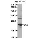 Western blot - Bax Antibody from Signalway Antibody (32011) - Antibodies.com