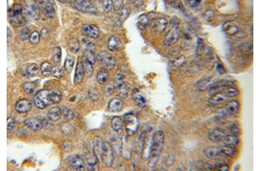 Immunohistochemistry - BID Antibody from Signalway Antibody (32014) - Antibodies.com