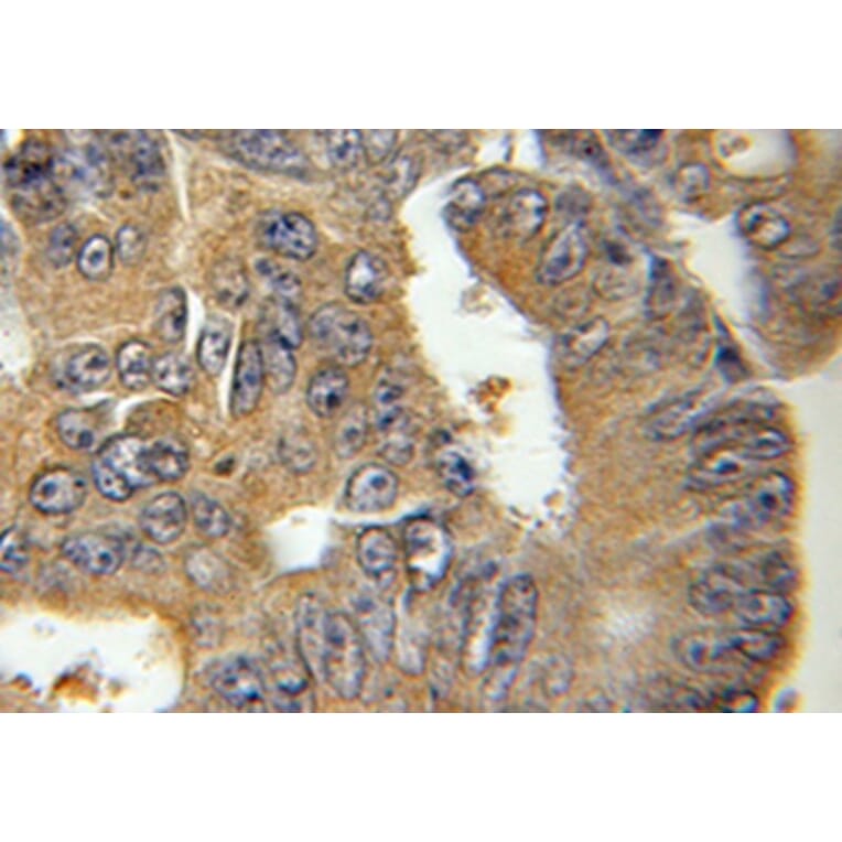 Immunohistochemistry - BID Antibody from Signalway Antibody (32014) - Antibodies.com