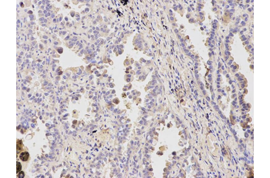 Immunohistochemistry - BID Antibody from Signalway Antibody (32014) - Antibodies.com
