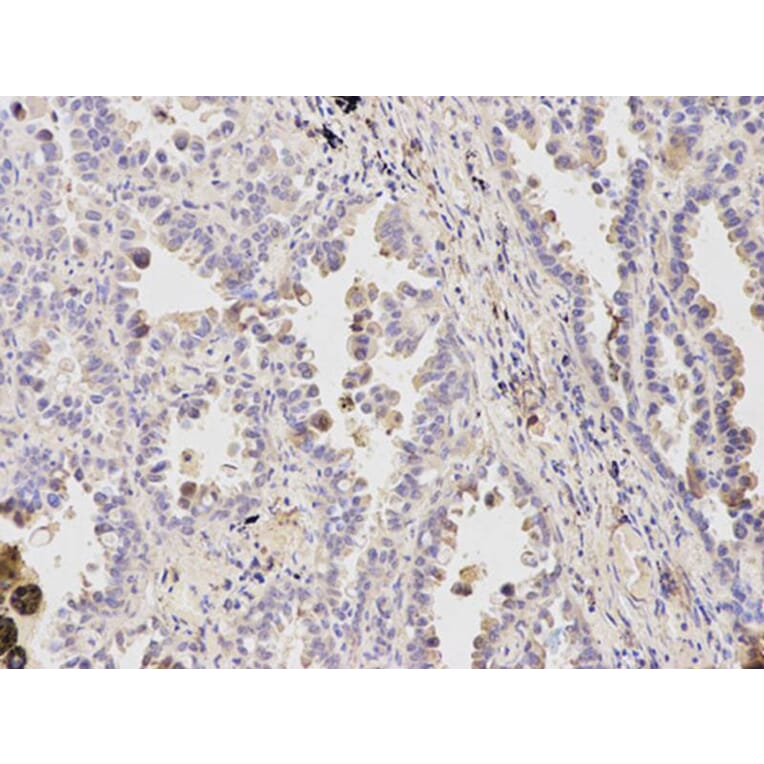 Immunohistochemistry - BID Antibody from Signalway Antibody (32014) - Antibodies.com