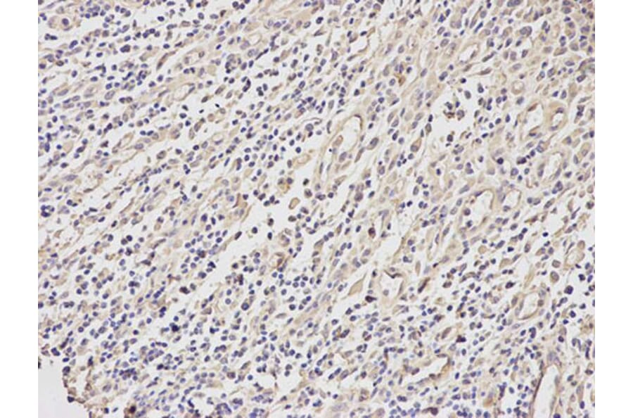 Immunohistochemistry - BID Antibody from Signalway Antibody (32014) - Antibodies.com