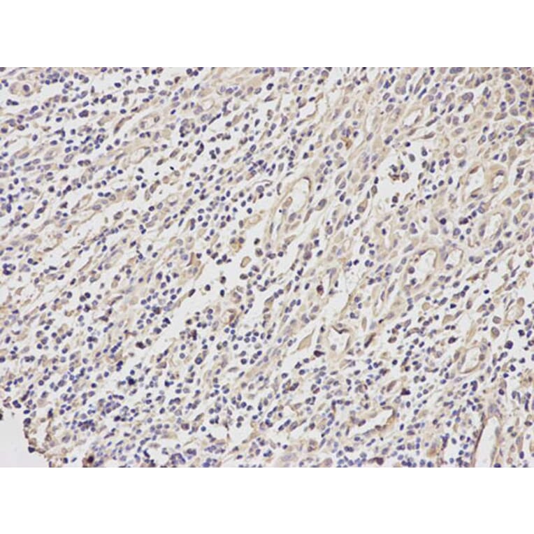 Immunohistochemistry - BID Antibody from Signalway Antibody (32014) - Antibodies.com