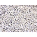 Immunohistochemistry - BID Antibody from Signalway Antibody (32014) - Antibodies.com